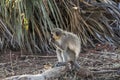 Monkey in Kruger Park of South Africa