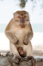 Monkey in Kuantan sand beach background. Monkey cute and fluffy sit in shadow. Monkeys harass residents in Kuantan