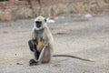Monkey or Langoor Royalty Free Stock Photo