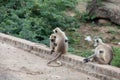 Monkey or Langoor Royalty Free Stock Photo