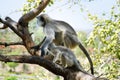 Monkey langur with an independent cub actively eats green leaves