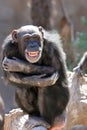 Monkey laughing and grinning at crowds at the zoo