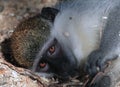 Monkey laying and looking at camera curious portrait