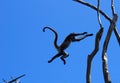 Monkey leap Royalty Free Stock Photo