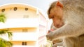 Monkey on ledge of multistory building 5. Problem of cohabitation of humans and animals bionomics