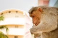 Monkey on ledge of multistory building 2. Problem of cohabitation of humans and animals bionomics