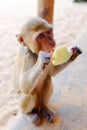 Monkey Licking Ice Cream