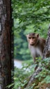 A monkey, with light fur and face, peers out from behind a tree trunk in a lush green forest setting, looking directly Royalty Free Stock Photo