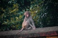 The monkey Royalty Free Stock Photo