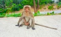 Monkey lives in the forest, Thailand cute animal Royalty Free Stock Photo