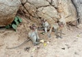 Monkey lives in the forest, Thailand cute animal Royalty Free Stock Photo