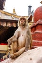 Monkey living in the Swayambunath Temple, Kathmandu, Nepal