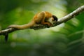 Monkey, long tail in tropic forest. Squirrel monkey, Saimiri oerstedii, sitting on the tree trunk with green leaves, Corcovado NP