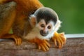 Monkey, long tail in tropic forest. Squirrel monkey, Saimiri oerstedii, sitting on the tree trunk with green leaves, Corcovado NP