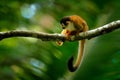 Monkey, long tail in tropic forest. Squirrel monkey, Saimiri oerstedii, sitting on the tree trunk with green leaves, Corcovado NP