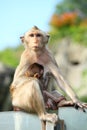 Monkey (Long-Tailed Macaque) Royalty Free Stock Photo