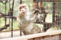 Monkey Long Tailed Macaque