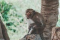 Monkey Long-tailed macaque, Crab-eating macaque, Macaca fascicularis is sitting under a tree at Khao Takiap Temple, Prachuap