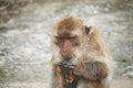 Monkey Long-tailed macaque, Crab-eating macaque, Macaca fascicularis is eating banana at Khao Takiap Temple, Prachuap Khiri Khan