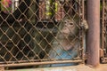 Monkey Long-tailed Macaque Royalty Free Stock Photo