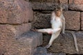 Monkey (long-tailed macaque) sitting on a pile of literate