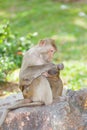 The Monkey Long-Tailed Macaque is take care Royalty Free Stock Photo