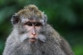 Monkey look Royalty Free Stock Photo