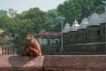 A monkey look around for waiting some food