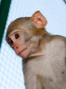 Monkey look away in a cage Royalty Free Stock Photo