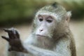 Monkey look on hand Royalty Free Stock Photo