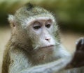 Monkey look on hand Royalty Free Stock Photo