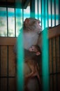 Monkey look with little child in a cage in zoo