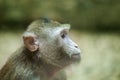 Monkey look on right Royalty Free Stock Photo