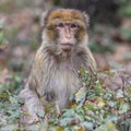 Monkey looking away in forest Royalty Free Stock Photo