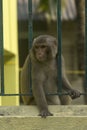 A monkey looking through the cage bars at Sundarban tiger reserve Royalty Free Stock Photo