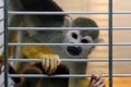 Monkey looking from the cage Royalty Free Stock Photo