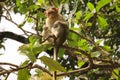 A monkey looking through the camera from a tree top Royalty Free Stock Photo