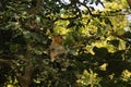 A monkey looking through the camera from a tree top Royalty Free Stock Photo