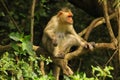 A monkey looking through the camera from a tree top Royalty Free Stock Photo