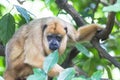 Monkey looking curious and surprised