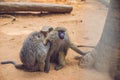 Monkey is looking for fleas from another monkey Royalty Free Stock Photo