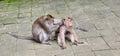 A monkey looking for fleas on another monkey`s body while sitting on a road in Monkey Forest, Ubud, Bali.