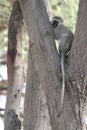 Monkey looking for food day time. Royalty Free Stock Photo