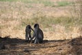 Monkey looking for food day time. Royalty Free Stock Photo