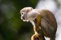 Monkey looking for fun Royalty Free Stock Photo