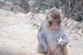 Monkey looking at its food