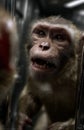 Monkey making faces at its reflection in a mirror inside a cage Royalty Free Stock Photo
