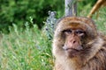 Monkey looking sad Royalty Free Stock Photo