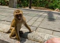 Monkey looking straight in your eyes