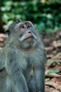 Monkey looking up. Royalty Free Stock Photo